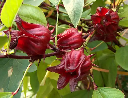 Hibiscus Extract vs Green Tea: Which Is Better for Antioxidants?